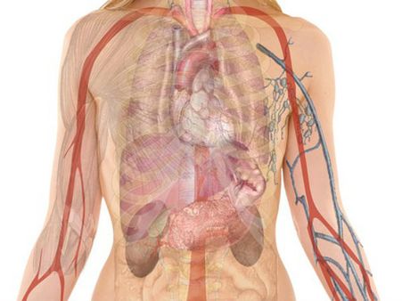 ১. শরীরকে শুদ্ধ করে: