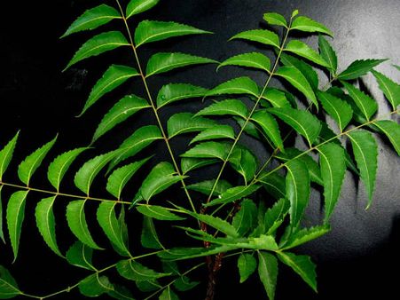 ১. হজম ক্ষমতার উন্নতি ঘটায়: ১. হজম ক্ষমতার উন্নতি ঘটায়: