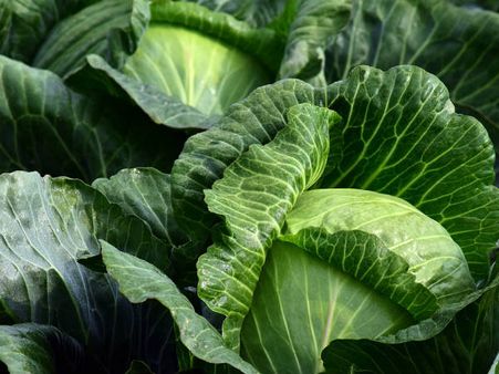 ৫. রোগ প্রতিরোধ ব্য়বস্থার উন্নতি ঘটায়: ৫. রোগ প্রতিরোধ ব্য়বস্থার উন্নতি ঘটায়: