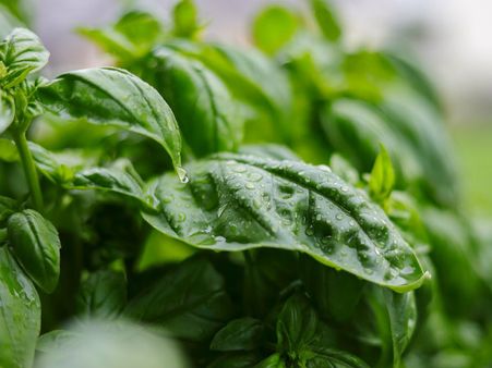 ৫. তুলসি পাতা: