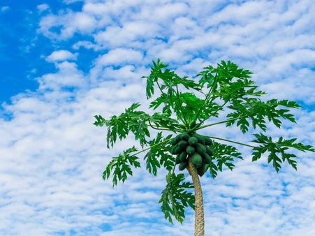 ৪. পেঁপে পাতা: