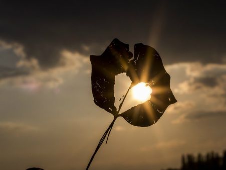 ৯. হার্টের কর্মক্ষমতা বাড়ায়: ৯. হার্টের কর্মক্ষমতা বাড়ায়: