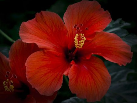 ৪. কিডনি স্টোনের আশঙ্কা কমায়: