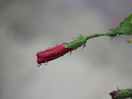 ৯. লিভারের কর্মক্ষমতা বাড়ে: