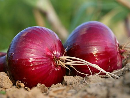 ৬.পিঁয়াজ: ৬.পিঁয়াজ: