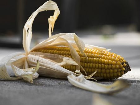 ১. ভুট্টা: 