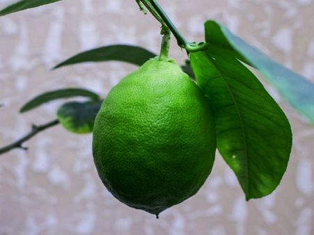 ৫.লেবু: ৫.লেবু: