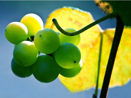 ৬.আঙুর: ৬.আঙুর: