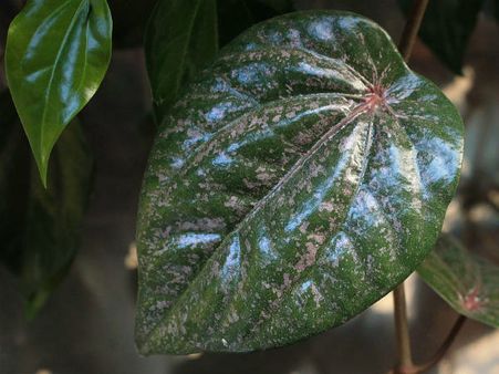 ৮. ক্ষত সারাতে কাজে দেয়: ৮. ক্ষত সারাতে কাজে দেয়: