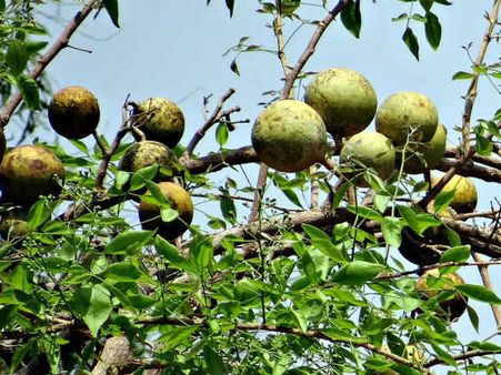১. হজম ক্ষমতার উন্নতি ঘটে: ১. হজম ক্ষমতার উন্নতি ঘটে: