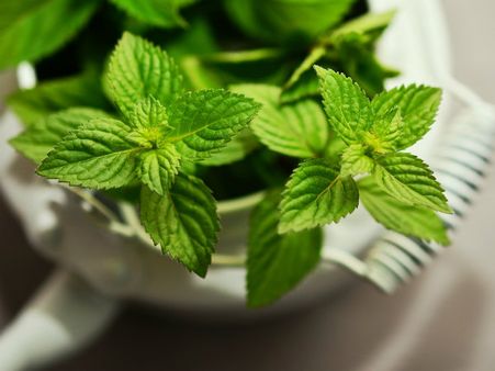 ৮. পুদিনা পাতা: ৮. পুদিনা পাতা: