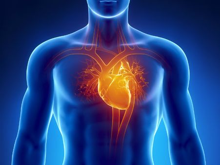 ২. হার্টের কর্মক্ষমতা বৃদ্ধি পায়: ২. হার্টের কর্মক্ষমতা বৃদ্ধি পায়: