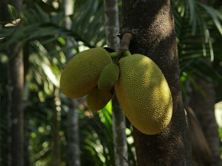 ৪. ভিটামিন এ-এর ঘাটতি মেটায়: ৪. ভিটামিন এ-এর ঘাটতি মেটায়: