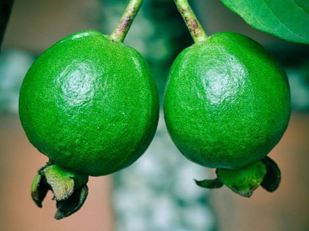 ৬. পেয়ারার রসের উপকারিতা: ৬. পেয়ারার রসের উপকারিতা: