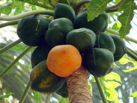 ৬. ফুসফুসের কর্মক্ষমতা বাড়ে: ৬. ফুসফুসের কর্মক্ষমতা বাড়ে: