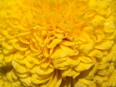 ৫.শস্য-শ্যামলা ভারতবর্ষ: