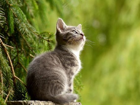 ১. বাড়িতে বিড়াল থাকা নৈব নৈব চ!