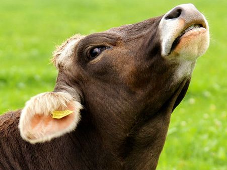 ২. অফিস যাওয়ার পথে গরুকে দেখা: