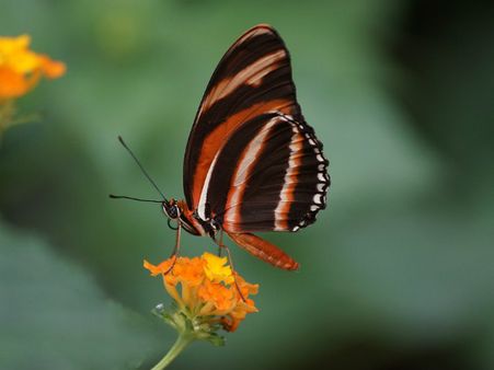 ৩. বাড়িতে প্রজাপতি আসে কি?