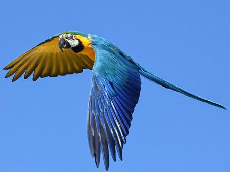 ৪. পাখির পটি!