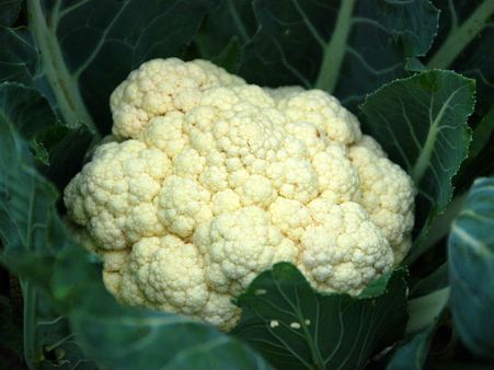 ১. ফুলকোপি: