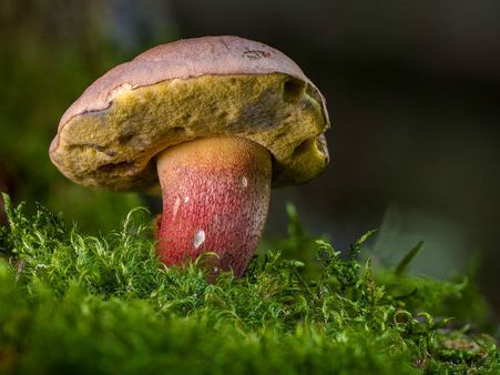 ৩.মাশরুম: