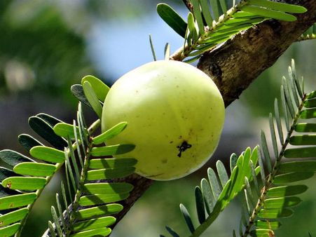 ৪. আমলা: ৪. আমলা: