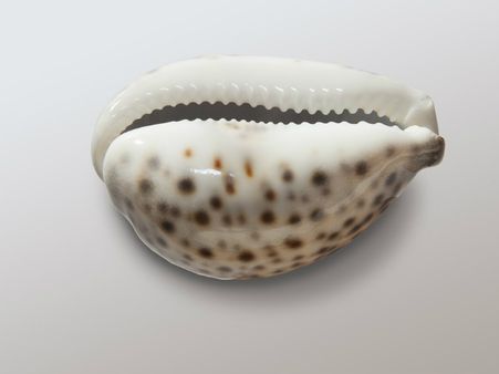 ৪. ঠাকুর ঘরে কড়ি রাখা জরুরি: