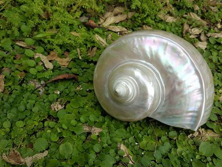 ৬. শঙ্খের জল যেন শিবের গায়ে না লাগে: