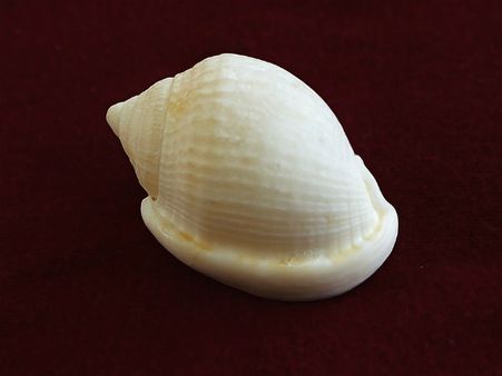 ৭. পুজোর ঘরে শঙ্খ রাখার আগের নিয়ম: