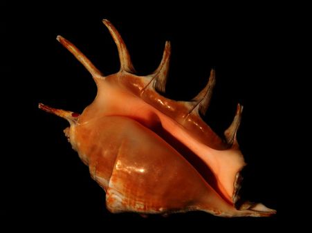 ৮. শঙ্খের পুজো করতে ভুলবেন না যেন! 