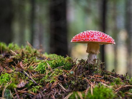 ১. সেলেনিয়ামের ঘাটতি দূর করে: ১. সেলেনিয়ামের ঘাটতি দূর করে: