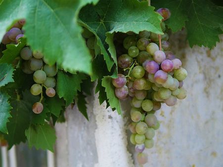 ১. আঙুরের রস: ১. আঙুরের রস: