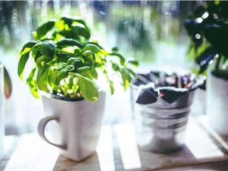 ১০. তুলসি পাতা: