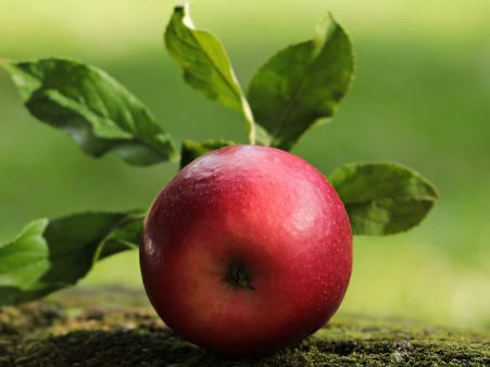 ১০. আপেল: