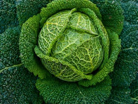 ২. রোগ প্রতিরোধ ব্য়বস্থার উন্নতি ঘটায়: