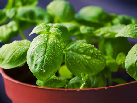 ২. কোন কোন ভগবানকে তুলসি পাতা দেওয়া চলবে না?