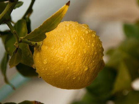 ৩. সাইট্রাস ফল: