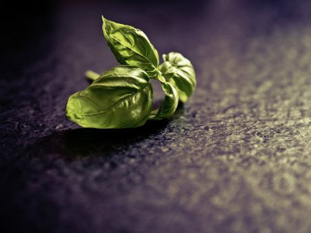 ৫. তুলসি পাতা সংগ্রহ করার নিয়ম: