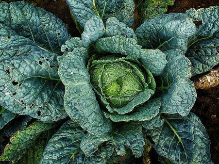 ৬. লিভার ফাংশনের উন্নতি ঘটে: