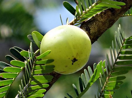 ৬. আমলকি মাস্ক: