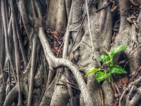 ৬. মানি প্লান্ট: