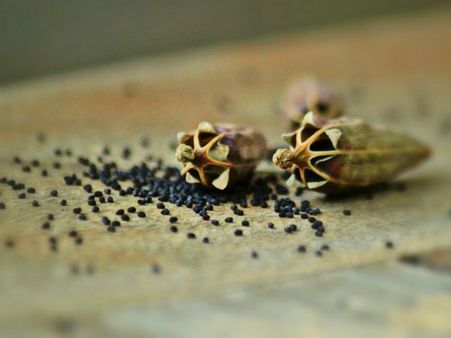 ৭. পোস্ত: