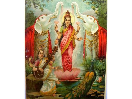 ৭. এক চক্ষু নারকেল: