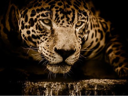 ৭. কোনও জানোয়ারের ছবি বা শোপিস রাখা চলবে না: