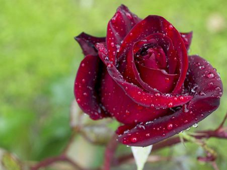 ৭. একটা গোলাপ: