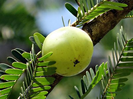 ৯. আমলকি: ৯. আমলকি: