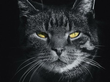 বিড়াল যে অশুভ এই ধরণার জন্ম হল কীভাবে? 