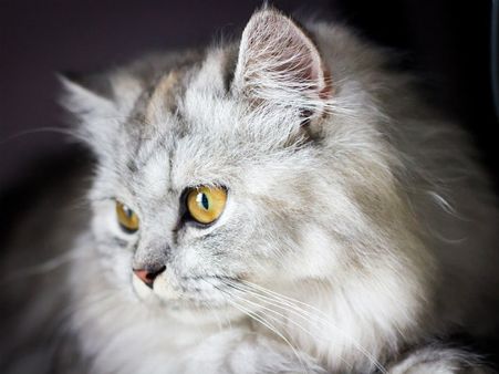 সাদা বিড়ালের কাহিনি: