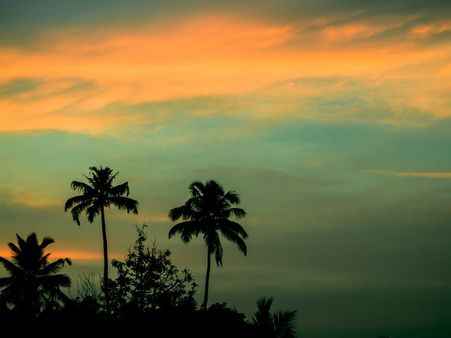 ৯. সোজা গাছ ঝড়ে পরে যায়: